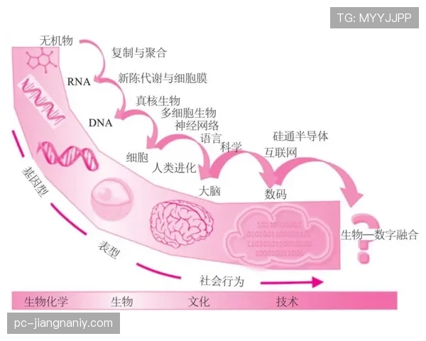 维尔茨的角色进化：从组织核心到终结参与者的数据解析与能力跃迁